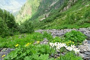 74 E qui bypasso il ruscello da sx a dx